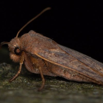 Conistra vaccinii (zimovnice brusnicová), Žebětín