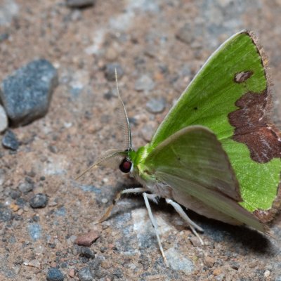Comibaena sp., TH, Khao Sok
