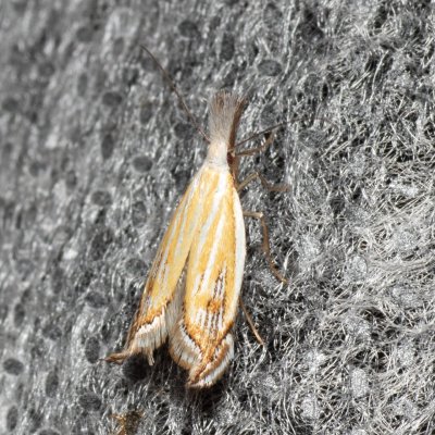 Holoscolia huebneri (-), Hády - lesní lom