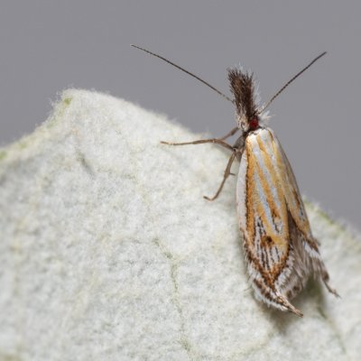 Holoscolia huebneri (-), Hády