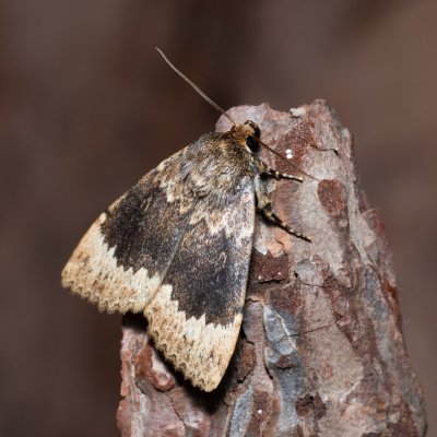 Amphipyra perflua (blýskavka lemovaná), Devět křížů