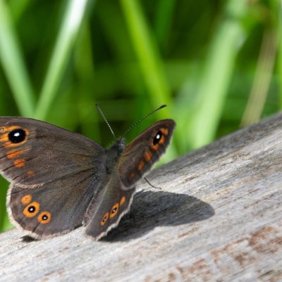 Lasiommata maera (okáč ječmínkový), SK, NPR Furkotská dolina, Tatry