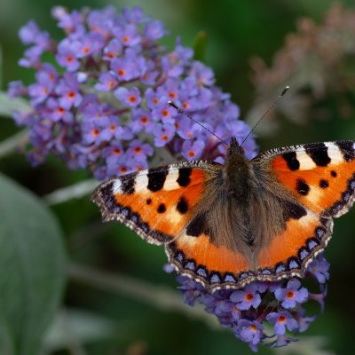 Aglais urticae (babočka kopřivová), Lukovany