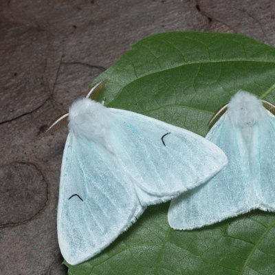 Arctornis l-nigrum (bekyně černé L), Augšperský potok