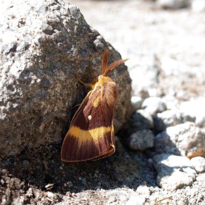 Lasiocampa quercus (bourovec dubový), SK, NPR Velická dolina, Tatry