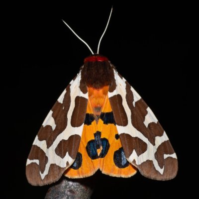 Arctia caja (přástevník medvědí), Hrabětice