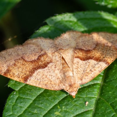 Plagodis pulveraria (kropenatec vrbový), Velký Javorník