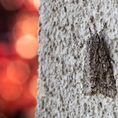 Acronicta megacephala (šípověnka velkohlavá), Žebětín