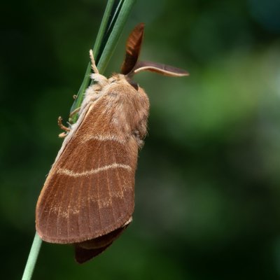 Macrothylacia rubi (bourovec ostružiníkový), Žebětín