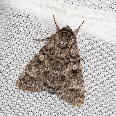 Acronicta megacephala (šípověnka velkohlavá), Hády - lesní lom