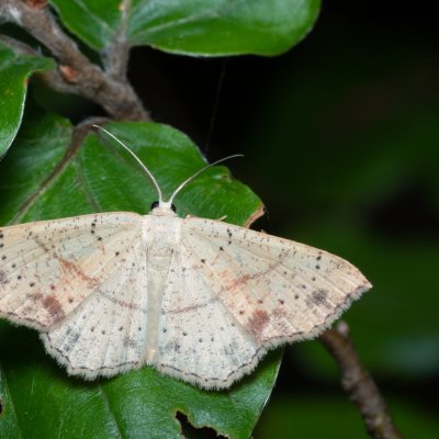 Cyclophora punctaria (očkovec dubový), Žebětín