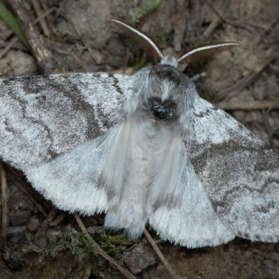 Calliteara pudibunda (štětconoš ořechový), Augšperský potok