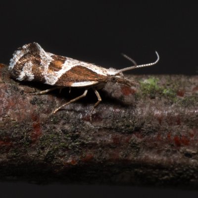 Eidophasia hufnagelii (-), PP Skalky u Sedlece