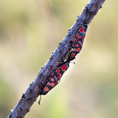 Zygaena carniolica (vřetenuška ligrusová), PP Černice