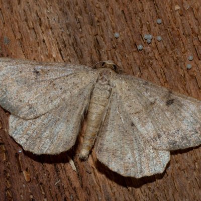 Selidosema plumaria (tmavoskvrnáč čilimníkový), Hornek