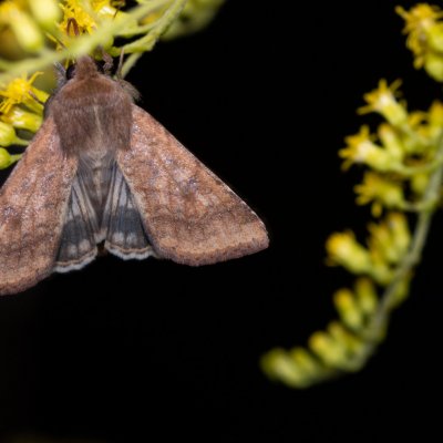 Helicoverpa armigera (černopáska bavlníková), PP Černice