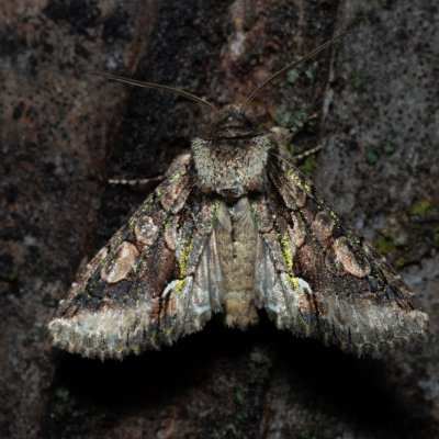 Allophyes oxyacanthae (pestroskvrnka hlohová), Hády - odkaliště