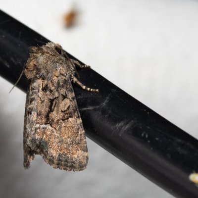 Oligia sp., Hády - lesní lom