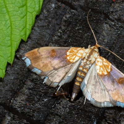 Agrotera nemoralis (zavíječ hajní), NS Bučín
