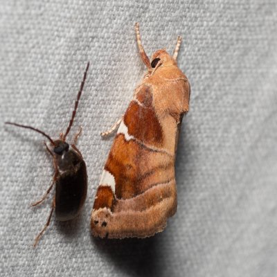 Cosmia diffinis (blýskavka jilmová), PR Svatý kopeček