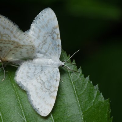 Asthena albulata (píďalka trnková), Augšperský potok