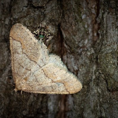 Agriopis marginaria (tmavoskvrnáč habrový), Žebětín