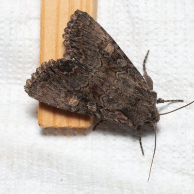 Lacanobia aliena (můra stepní), PP Černice