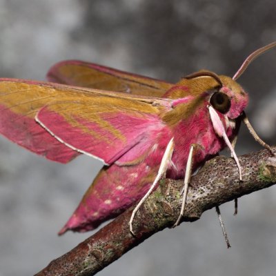 Deilephila elpenor (lišaj vrbkový), PR Svatý kopeček