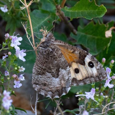 Hipparchia semele (okáč metlicový), HR, Cesarica