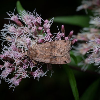 Xestia baja (osenice rulíková), PP Augšperský potok