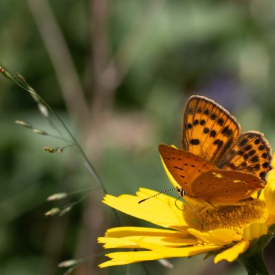 Lycaena virgaureae (ohniváček celíkový), HR, Babić Siča, Velebit