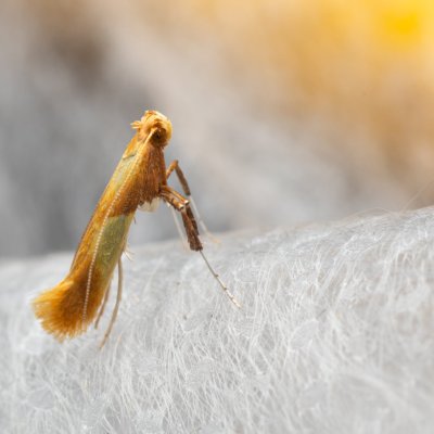 Caloptilia robustella (-), NPP Pouzdřanská step - Kolby