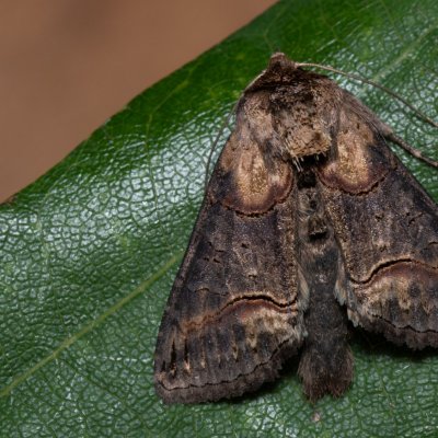Abrostola triplasia (kovolesklec černočárný), PP Černice