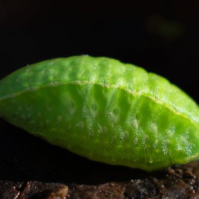 Apoda limacodes (slimákovec dubový), PP Břenčák