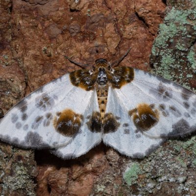 Abraxas sylvata (skvrnopásník jilmový), Kateřinská jeskyně