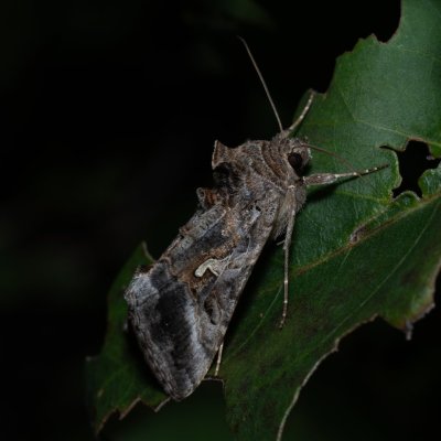 Autographa gamma (kovolesklec gama), HR, Jablanac