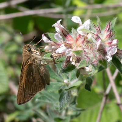 Pelopidas thrax (-), GR, Aspiotades, Korfu