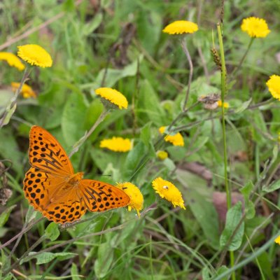 Argynnis paphia (perleťovec stříbropásek), GR, Ano Garounas, Korfu