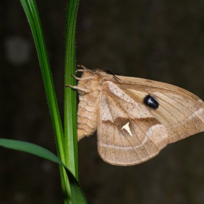 Aglia tau (martináč bukový), Hostěnice