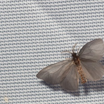 Sterrhopterix standfussi (vakonoš horský), NPR Radostínské rašeliniště