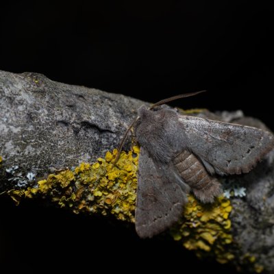 Orthosia populeti (jarnice topolová), Hády - odkaliště