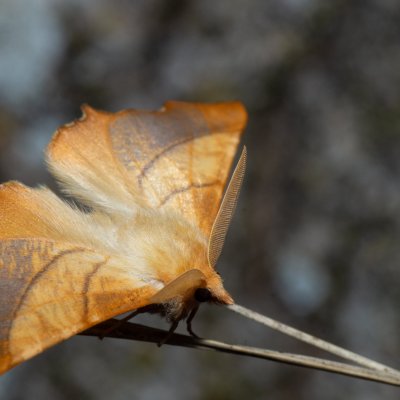 Ennomos fuscantaria (zejkovec jasanový), Hornek