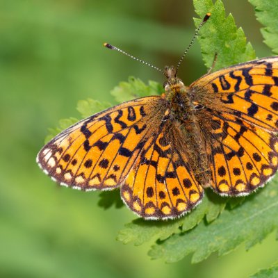 Boloria selene (perleťovec dvanáctitečný), SK, Štôla