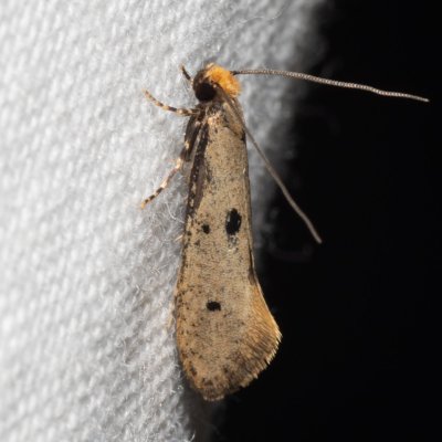 Tinea trinotella (mol trojtečný), Kývalka