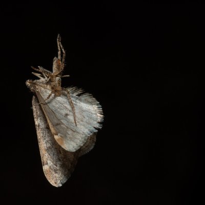 Alsophila aescularia (hedvábnice jarní), Žebětín