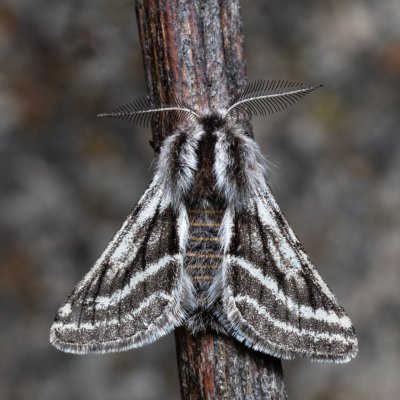 Lycia zonaria (drsnokřídlec bělopásný), PP Člupy