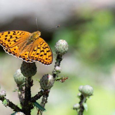 Argynnis adippe (perleťovec prostřední), Helenčina studánka
