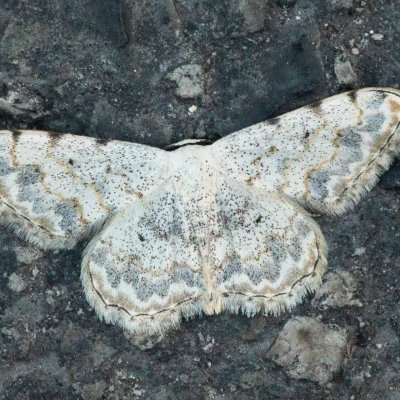 Scopula submutata (-), GR, Troumpetas, Korfu