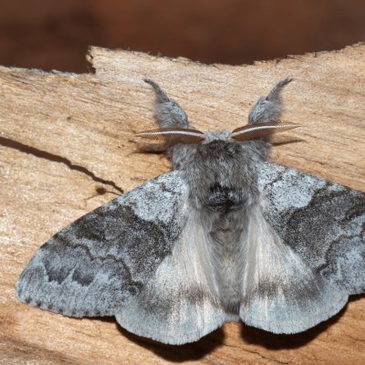 Calliteara pudibunda (štětconoš ořechový), Havranické vřesoviště