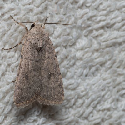 Caradrina sp., IT, Kuens, Jižní Tyrolsko